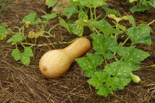 plant de courge longue de nice en culture biologique