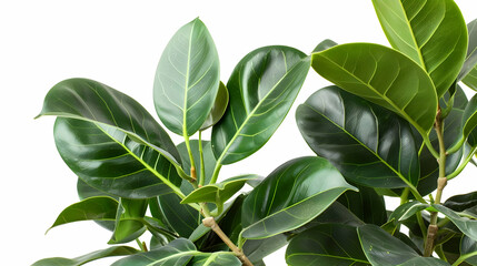 Obraz premium Closeup of Lush Green Leaves of a Tropical Plant