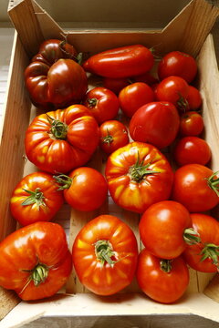Caissette de tomates rouges et m&ucirc;res biologiques