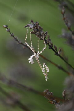 Empuse constell&eacute;e de gouttes d'eau un petit matin d'automne