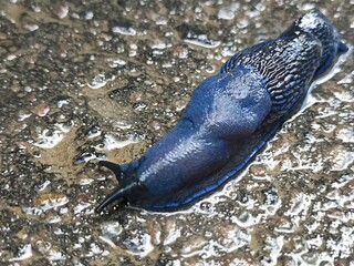 close up of a snail on a rock