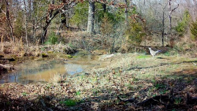 Greater Roadrunner crossing a small creek, and doing a rattle call