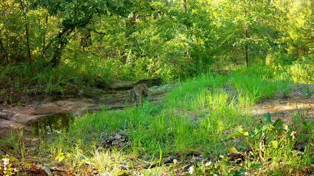 Large bobcat getting a drink at a creek in summer