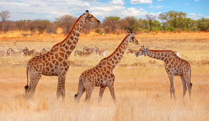 Giraffe family walking in the Etosha National Park, Namibia