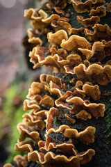 jesień, drzewa, grzyby, zieleń, krajobraz, jesienią