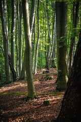 jesień, drzewa, grzyby, zieleń, krajobraz, jesienią