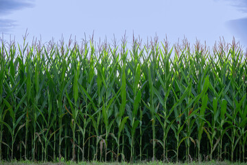Fototapeta premium Edge of the cornfield in the evening light.