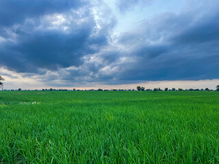 field of Rice, Rice field, indian rice field