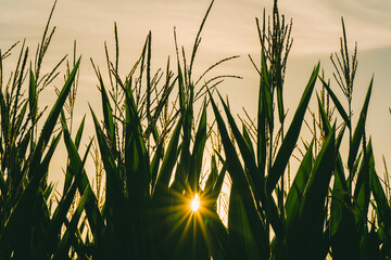 Cornfield backlit by the setting sun.