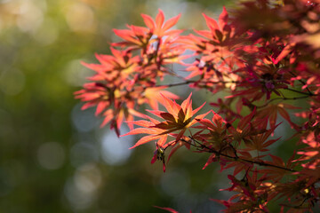 beautfy of nature, red color of Japanese maple leaves are all over the park