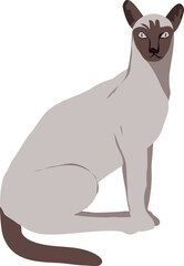 gato siames translated as Siamese cat png