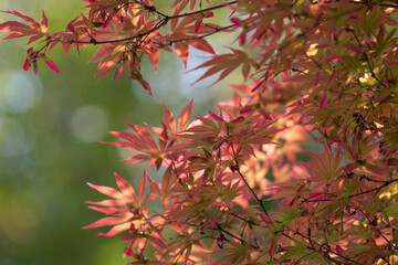 beautfy of nature, red color of Japanese maple leaves are all over the park