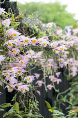 Beautiful Loddiges' Dendrobium (Dendrobium loddigesii) flowers.