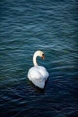swan on the water