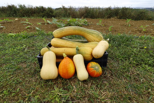 panier de l&eacute;gumes biologiques compos&eacute; de courge longue de nice de butternut et de potimarron pos&eacute; dans un champ