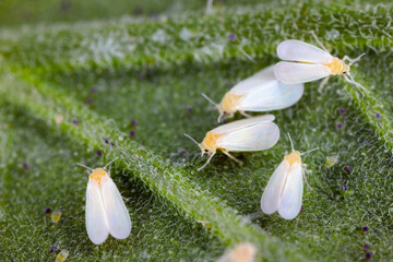 Glasshouse whitefly (Trialeurodes vaporariorum) adults on the underside of a zucchini leaf in the...