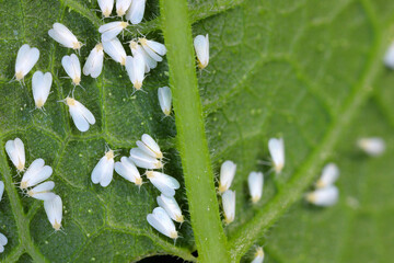 Glasshouse whitefly (Trialeurodes vaporariorum) adults on the underside of a zucchini leaf in the...