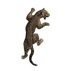 Obraz premium Cheetah jaguar panther wild cat vektor ilustration isolated design 