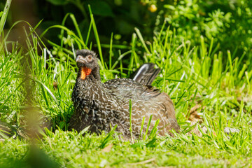 Dusky-legged guan (Penelope obscura) lying in the grass.