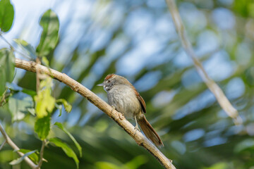 Sooty-fronted spinetail (Synallaxis frontalis) perched on a tree branch.