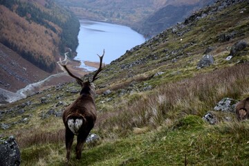 Cervidé le lac