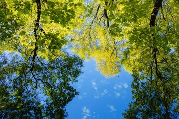 Looking Up at a Canopy of Green Trees with a Blue Sky, Nature Background