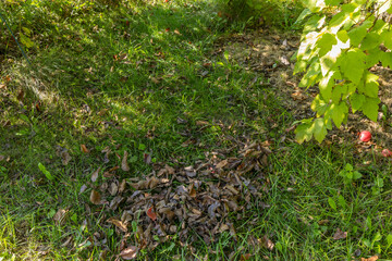 Fototapeta premium Raking grass in the garden with a red rake for sweeping leaves