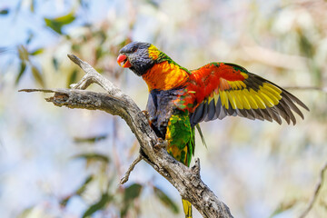 Vibrant Rainbow Lorikeet Perched on a Tree Branch with Wings Spread