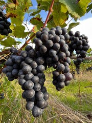 ripe red grapes in france vineyard