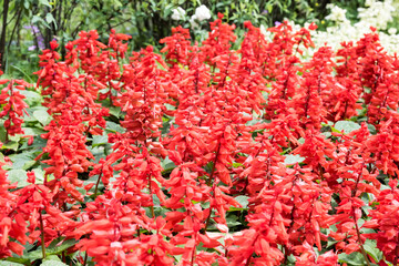 Fototapeta premium Beautiful Scarlet Sage flowers.