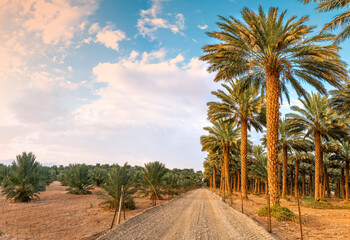Countryside road among plantations of date palms. Date palm is ancient agriculture plant and famous food crop in the Middle East and North Africa, it has been cultivated for 5000 years