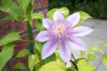 Beautiful blooming Clematis flower.