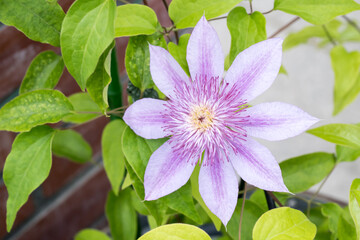 Beautiful blooming Clematis flower.