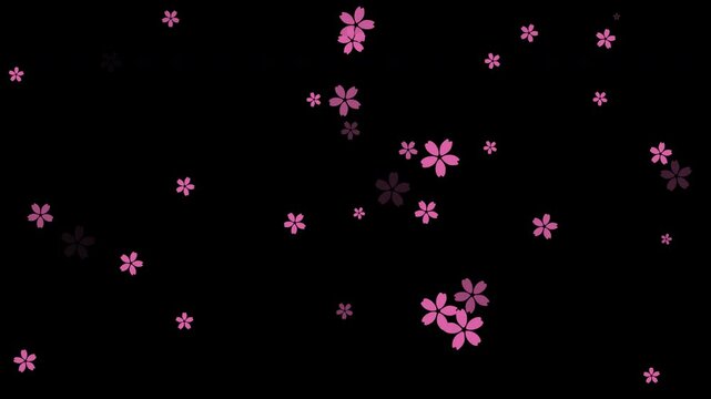 Vector Flowers sakura falling animation. flowers cherry blossom animated on transparent background