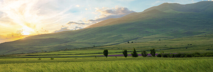 Green grass swaying in the wind, green field
