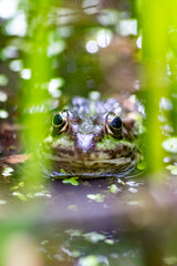 Obraz premium Green frog or european common frog in idyllic garden pond lurking for insects with big eyes shining beautiful amphibian toad in evening sunlight showing its head in the water looking into the camera