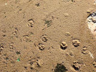 Cat and dog paw prints on wet sand. Funny background