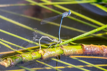 Single dragonfly or Couple of blue dragonflies mating and pairing for egg deposition in a garden pond in summer season shows tandem odonata at water surface deposing their eggs for next damselflies