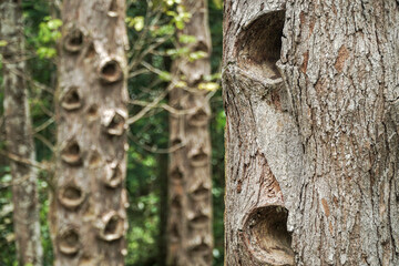 close up eye level angle view of Dammar tree hole. Damar mata kucing (Shorea Javanica) at Krui Pesisir Barat forest