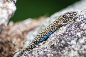 Shy Lizard on the hunt for insects on a hot volcano rock warming up in the sun as hematocryal animal in macro view and close-up to see the scaled skin details of little saurian needs to shed or molt