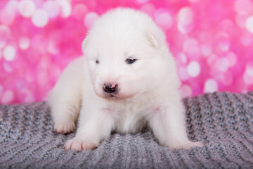 White fluffy small Samoyed puppy on gray knitted wrap