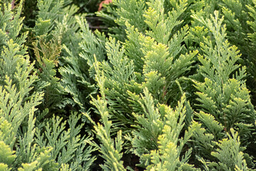 Italian cypress background or Mediterranean cypress background in close-up macro view shows green leaves of cypress plants as natural background and sustainable wallpaper with relaxing green colors