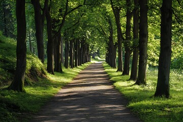 Fototapeta premium Sunlit path through a forest of tall green trees