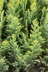 Italian cypress background or Mediterranean cypress background in close-up macro view shows green leaves of cypress plants as natural background and sustainable wallpaper with relaxing green colors