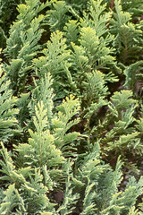 Italian cypress background or Mediterranean cypress background in close-up macro view shows green leaves of cypress plants as natural background and sustainable wallpaper with relaxing green colors