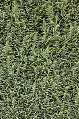 Italian cypress background or Mediterranean cypress background in close-up macro view shows green leaves of cypress plants as natural background and sustainable wallpaper with relaxing green colors