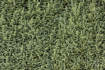 Italian cypress background or Mediterranean cypress background in close-up macro view shows green leaves of cypress plants as natural background and sustainable wallpaper with relaxing green colors