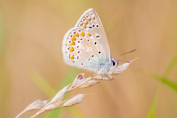 Beautiful colorful butterfly in profile view macro with shiny blurred background bokeh in summer farm field shows filigree wings with vibrant colors camouflage insect hiding pollination in wild grass