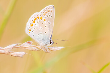 Beautiful colorful butterfly in profile view macro with shiny blurred background bokeh in summer farm field shows filigree wings with vibrant colors camouflage insect hiding pollination in wild grass