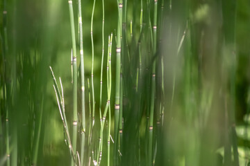 Green bamboo background or green bamboo wallpaper in close-up macro view shows details of bamboo structure with green blurry levels as sustainable wallpaper or elegant natural background green colors
